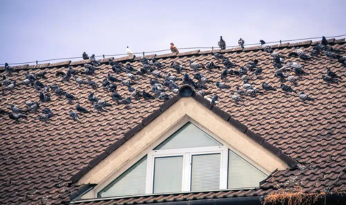  Simple Ways to Reduce Pigeon and Bird Problems on Terraces and Building Roofs